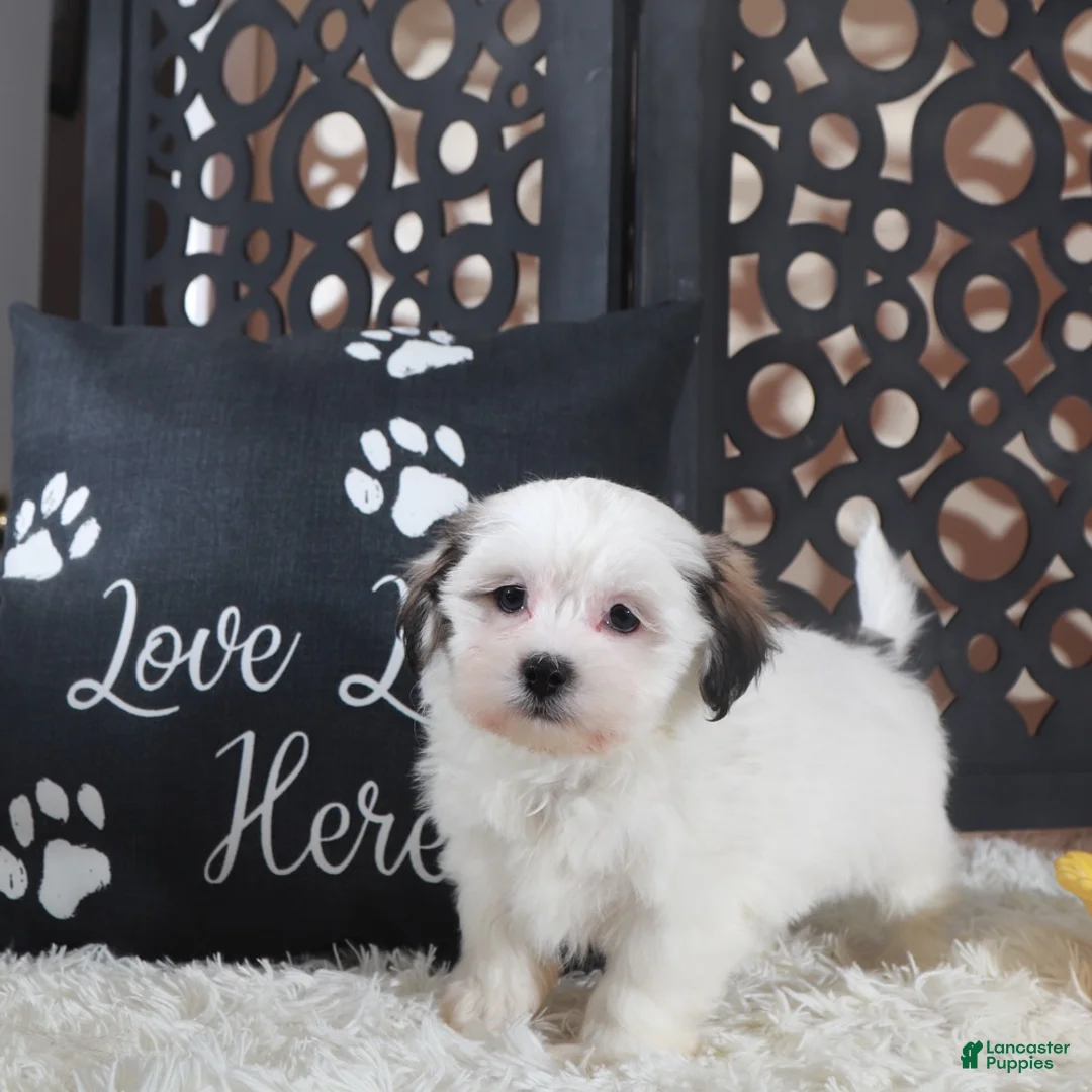 Teddy Bear dogs for sale: Fiona Lovely Teddy Bear Puppy - Ad 1