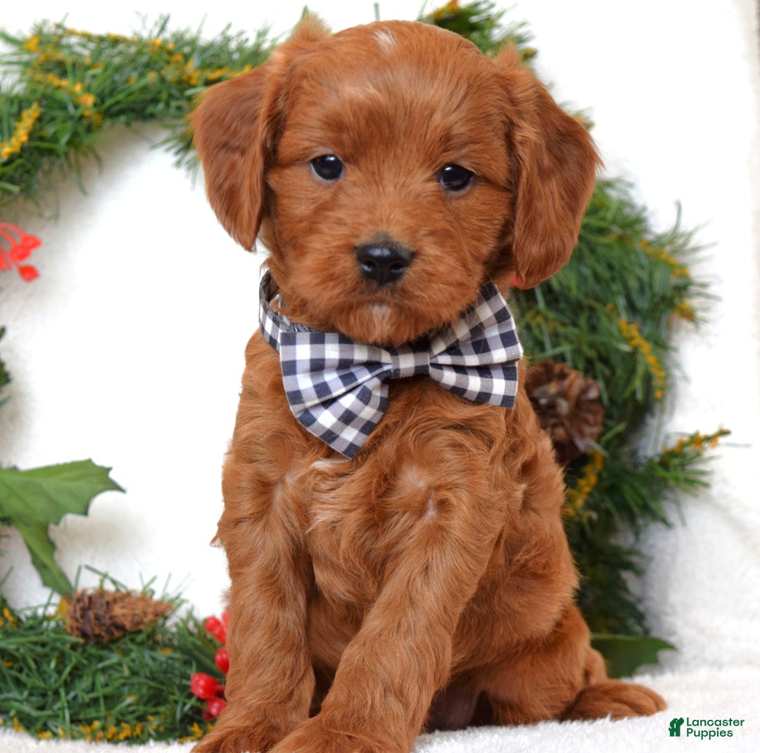 Cavapoo dogs for sale: Corbin - Ad 10