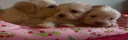 Shorkie dogs for sale: Shorkie Puppy 1 - Ad 4