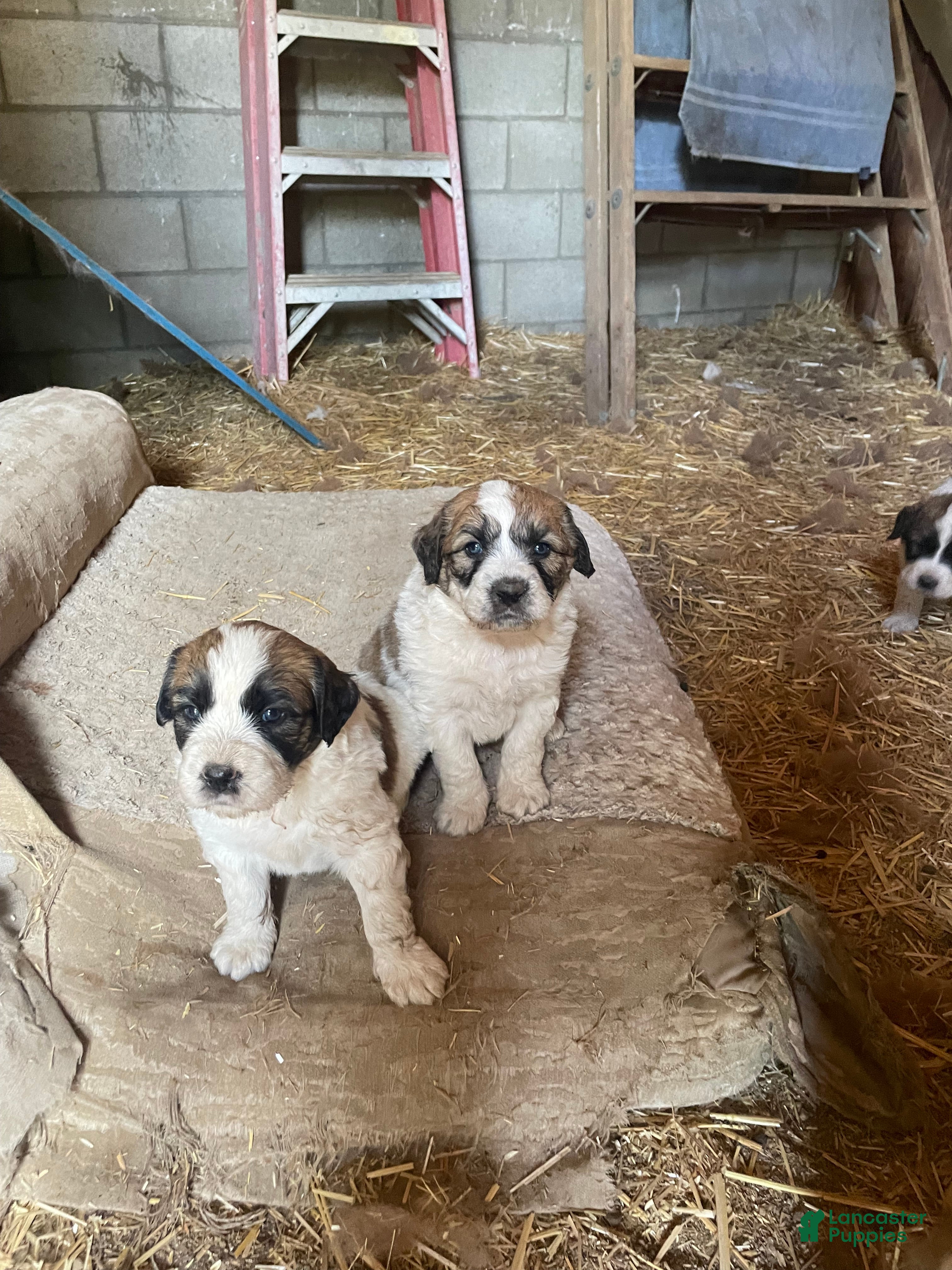 Mixed Breed dogs Mixed Breed Puppy 5 - Ad 19