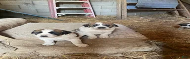 Mixed Breed Puppy 5