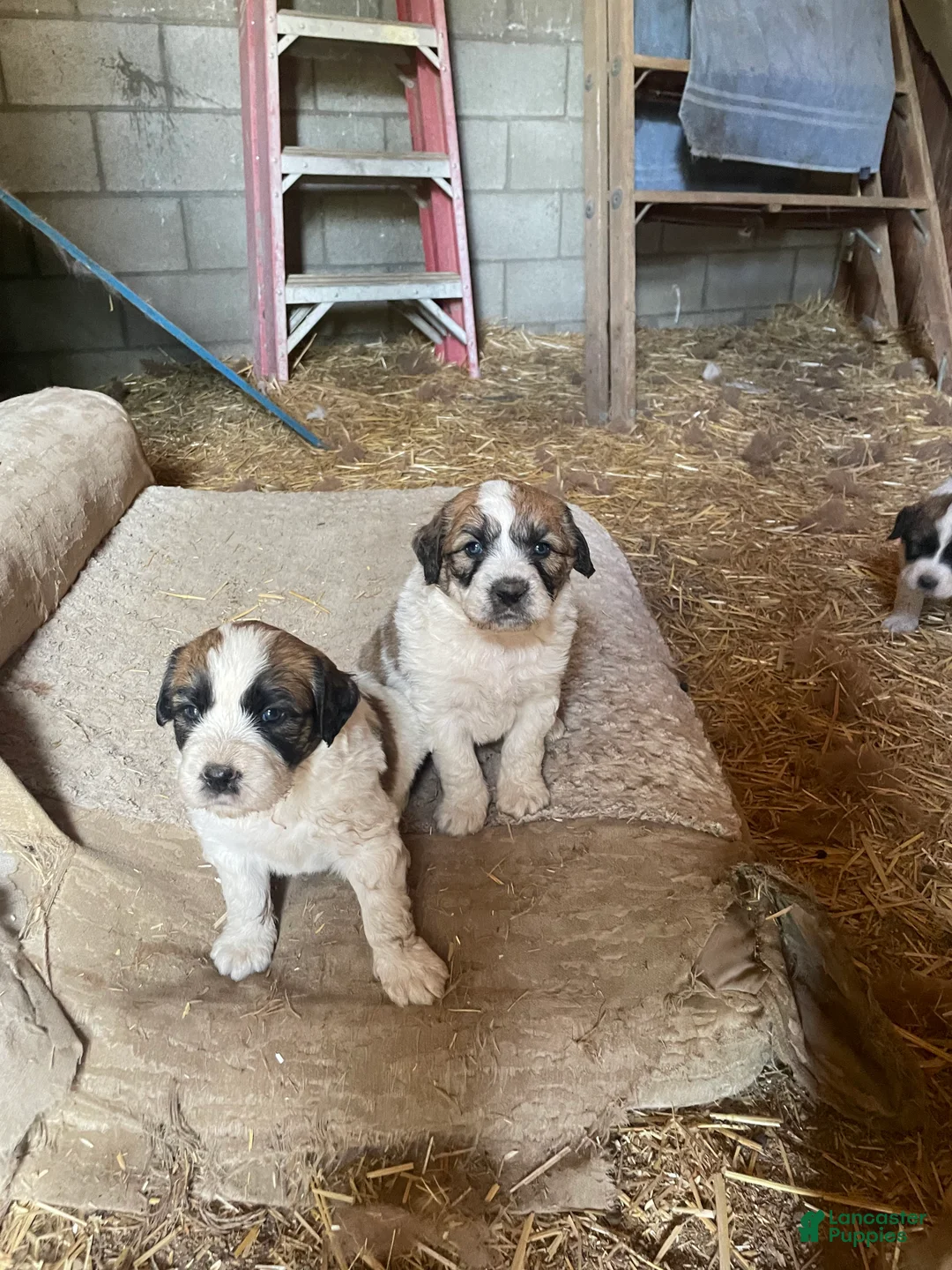 Mixed Breed dogs for sale: Mixed Breed Puppy 5 - Ad 1