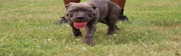 Cane Corso dogs for sale: Mr. Miyagi  - Ad 14