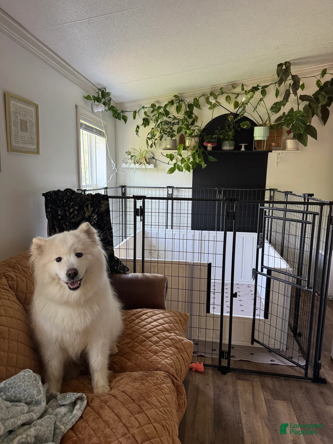 Samoyed dogs for sale: Mickey  - Ad 10