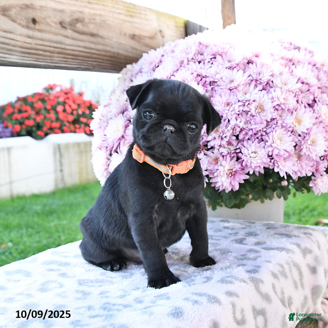 Standard Pug Puppies for sale Lancaster Puppies