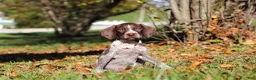 German Shorthaired Pointer dogs for sale: Allie - Ad 7