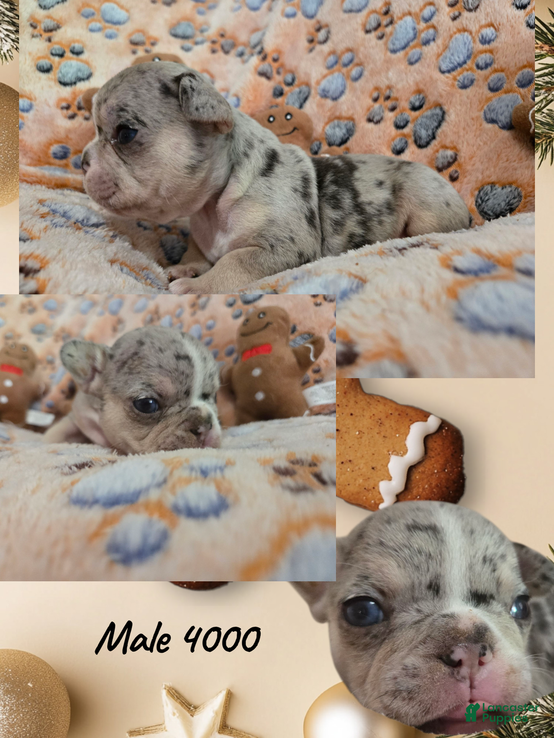 French Bulldog dogs for sale: French Bulldog Puppy 3 - Ad 2