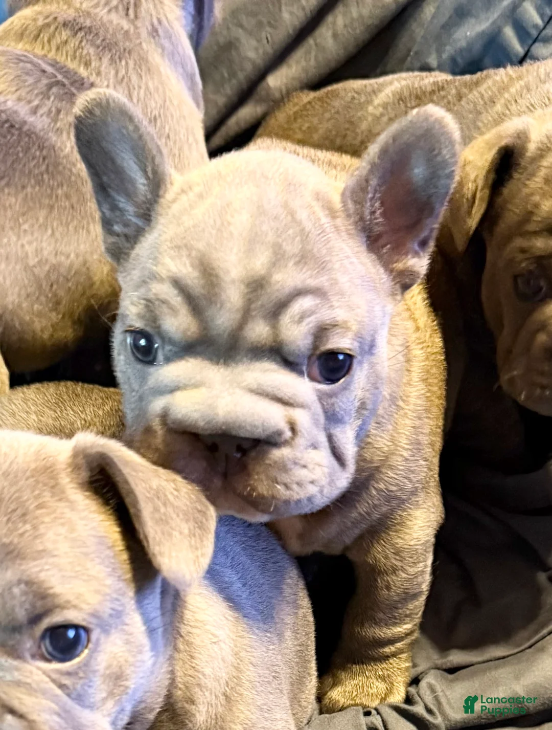 French Bulldog dogs for sale: French Bulldog 1 - Ad 2