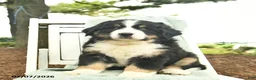 Mixed Breed dogs for sale: Ruffles  - Ad 1