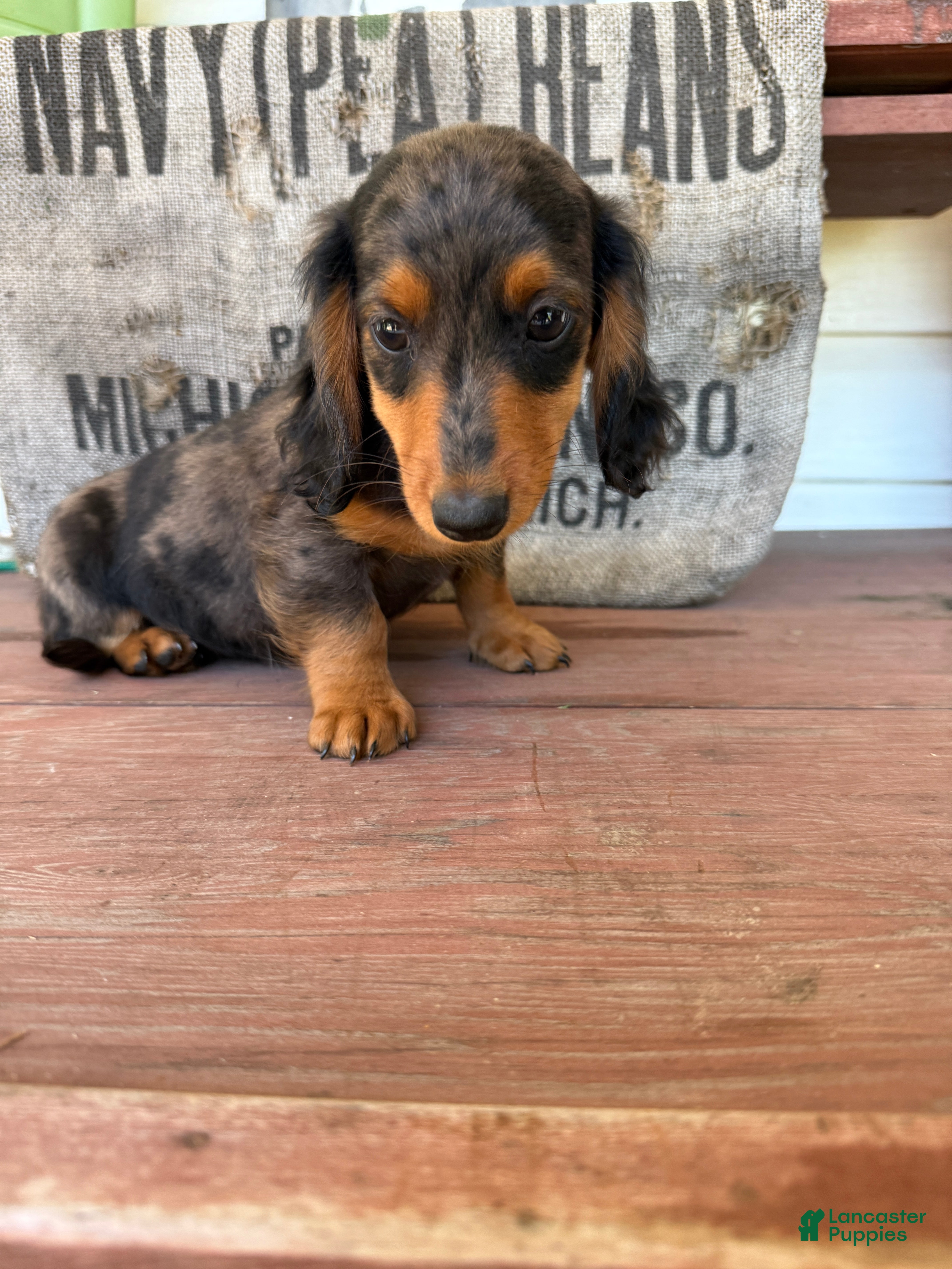 Miniature Dachshund dogs Chuck - Ad 1