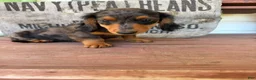Miniature Dachshund dogs for sale: Chuck - Ad 3