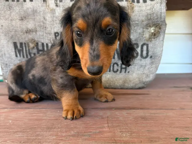Miniature Dachshund dogs Chuck - Ad 2