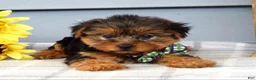 Yorkshire Terrier dogs for sale: Archie - Ad 4