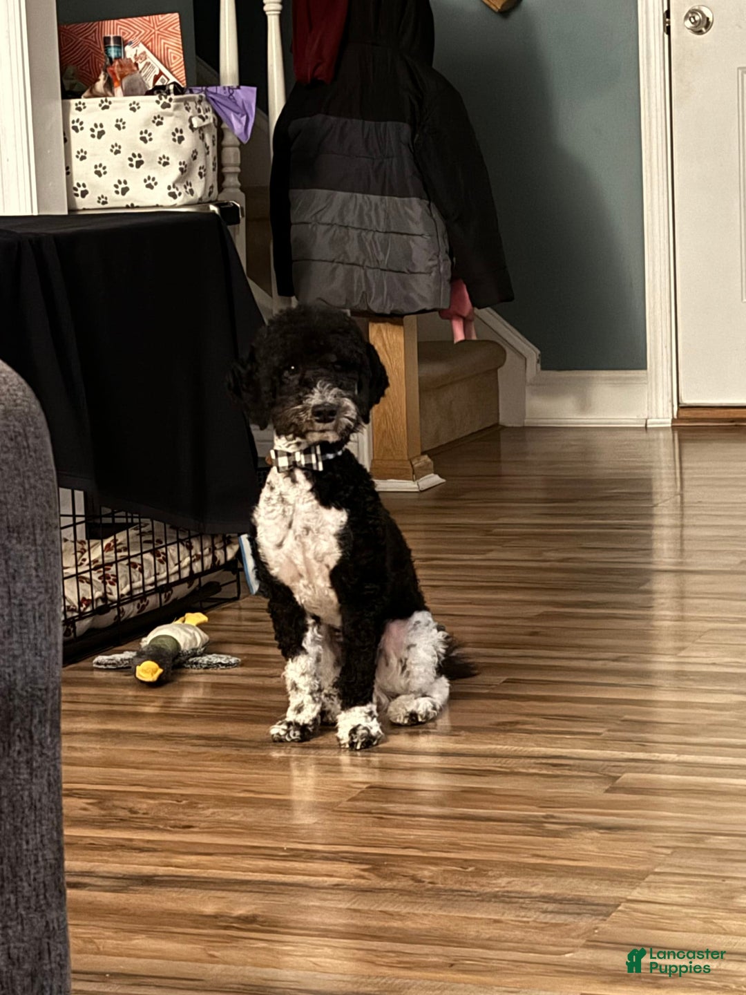 Gallery Image {{count}}