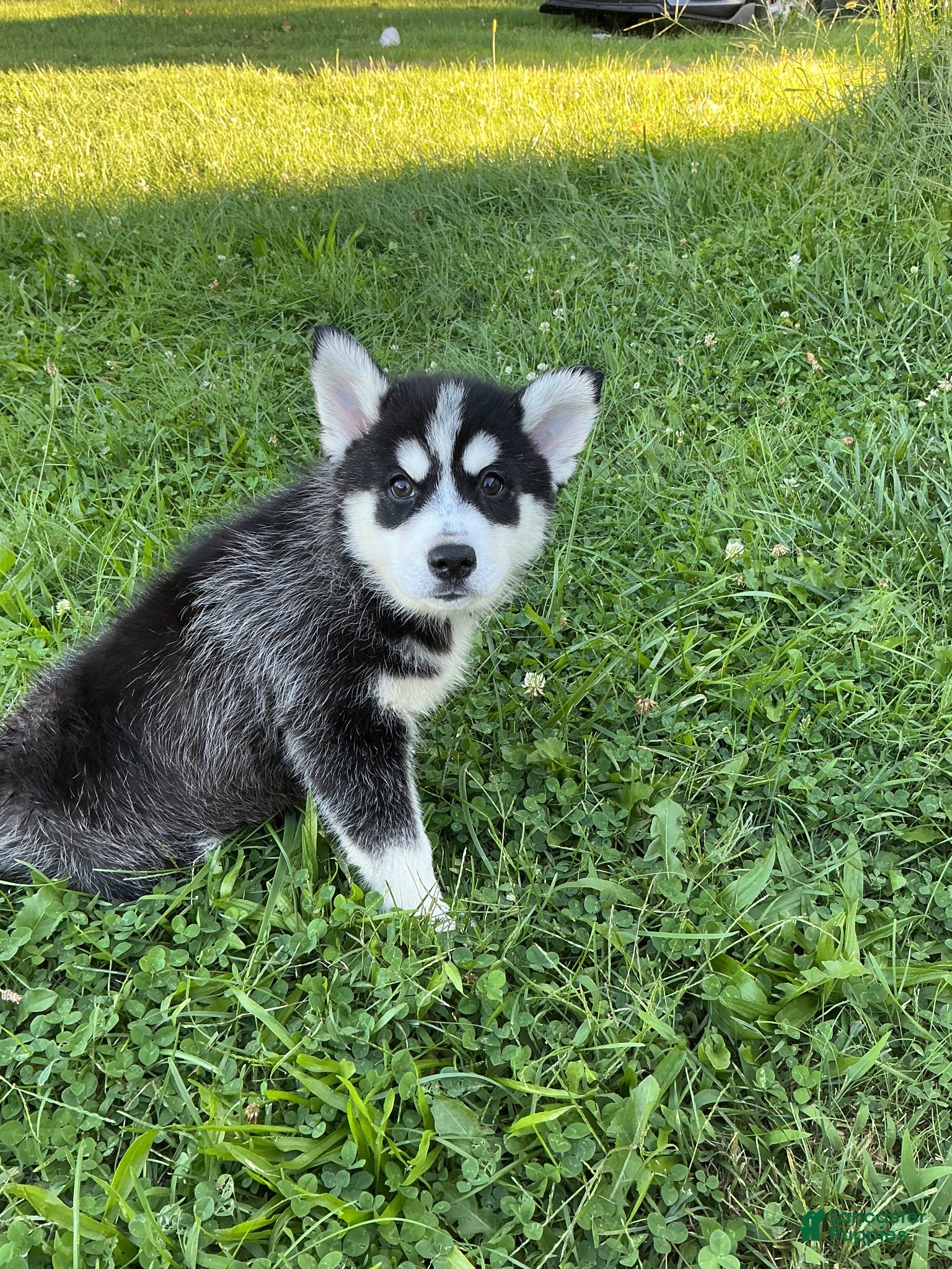 Pomsky dogs Pomsky 3 - Ad 38