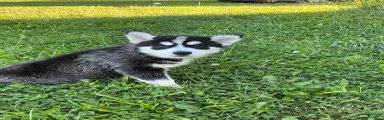 Pomsky 3