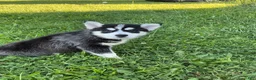 Pomsky dogs for sale: Pomsky 3 - Ad 1
