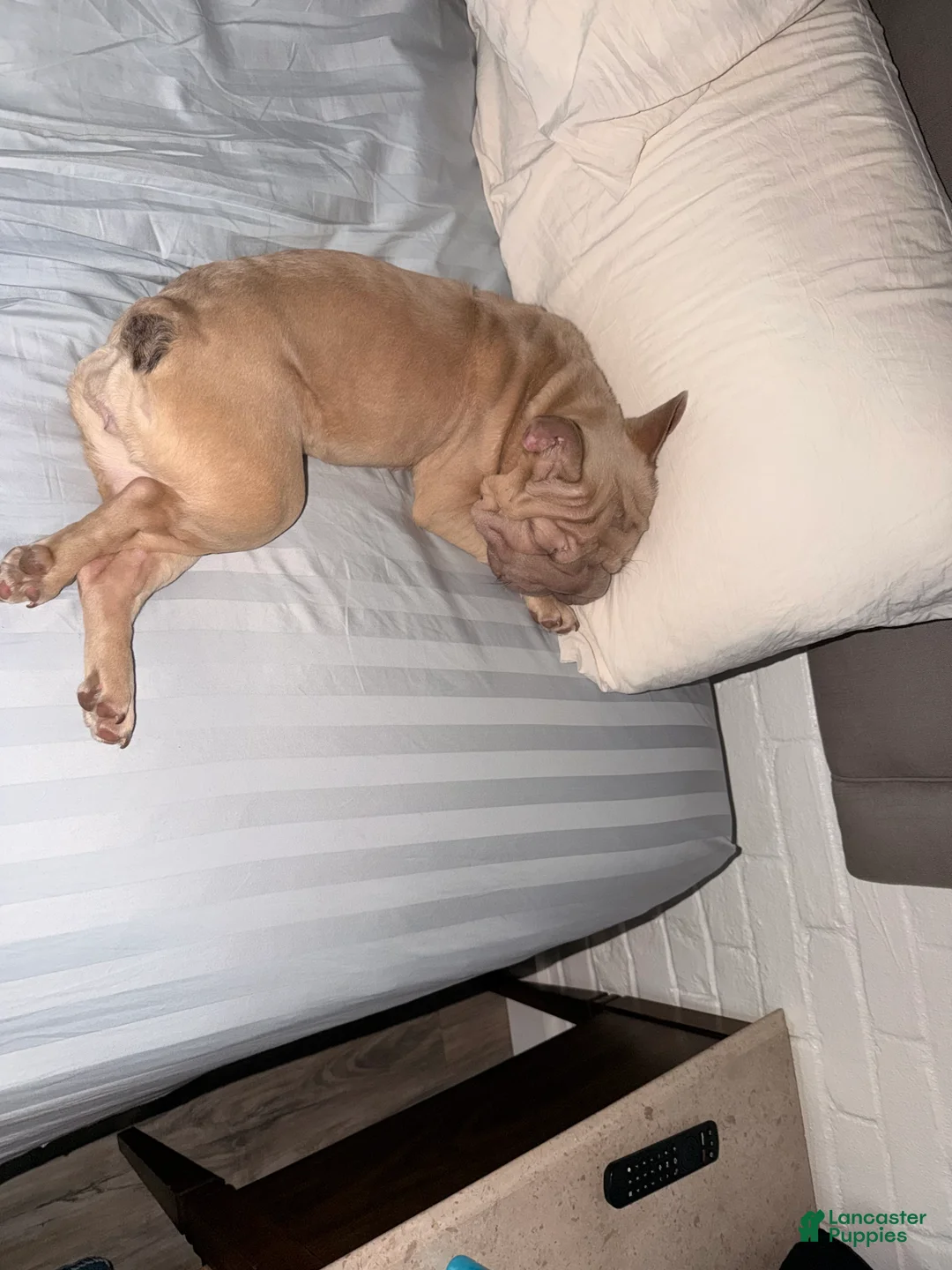 French Bulldog dogs for sale: French Bulldog Puppy 1 - Ad 5