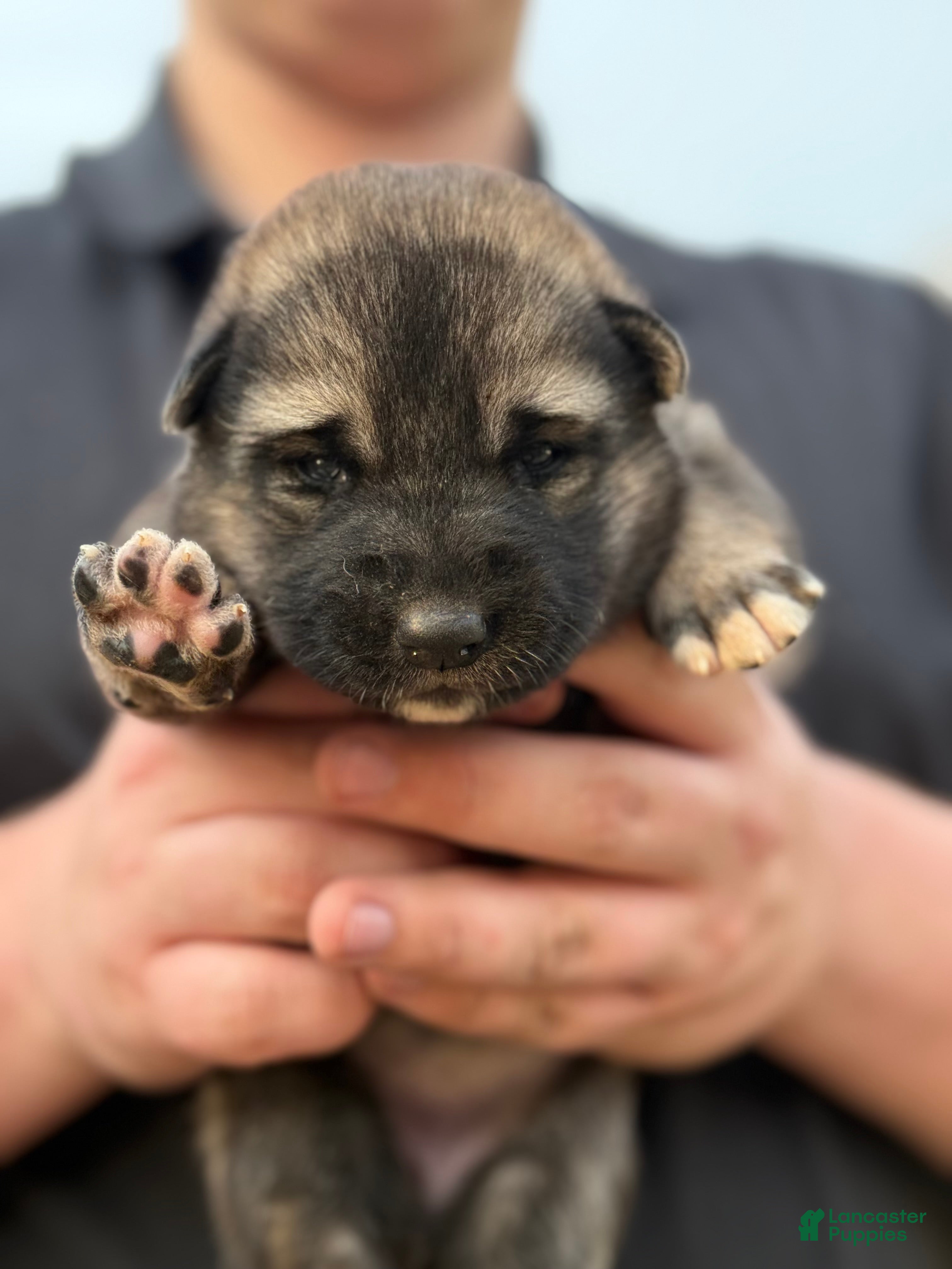 Gerberian Shepsky dogs Pink - Ad 8