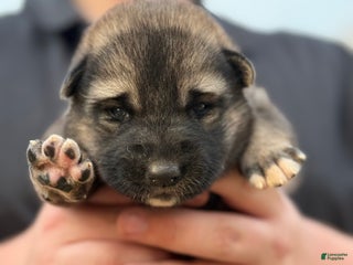 Gerberian Shepsky dogs Pink - Ad 8