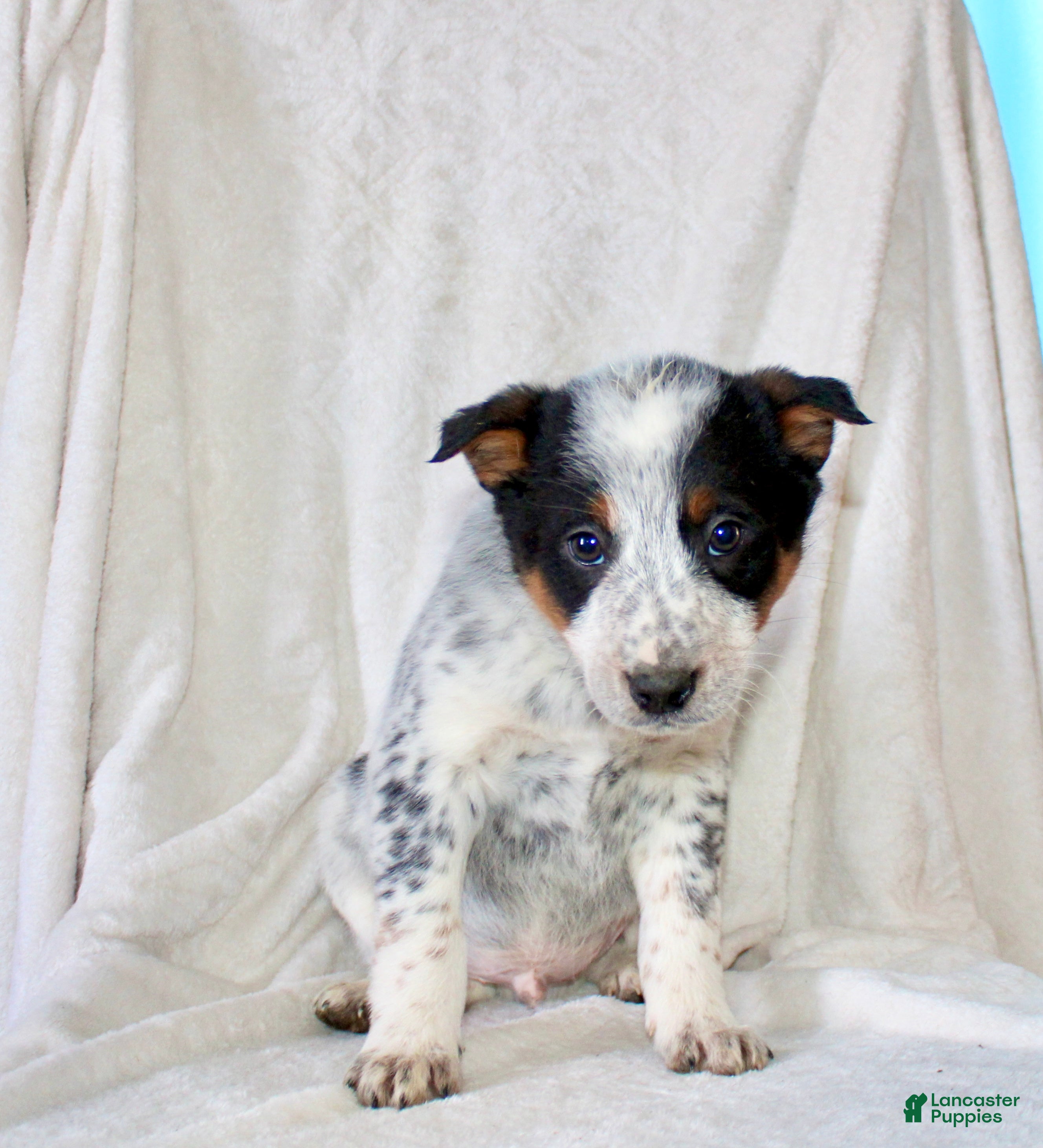 Australian Cattle Dog dogs Rocket  - Ad 2