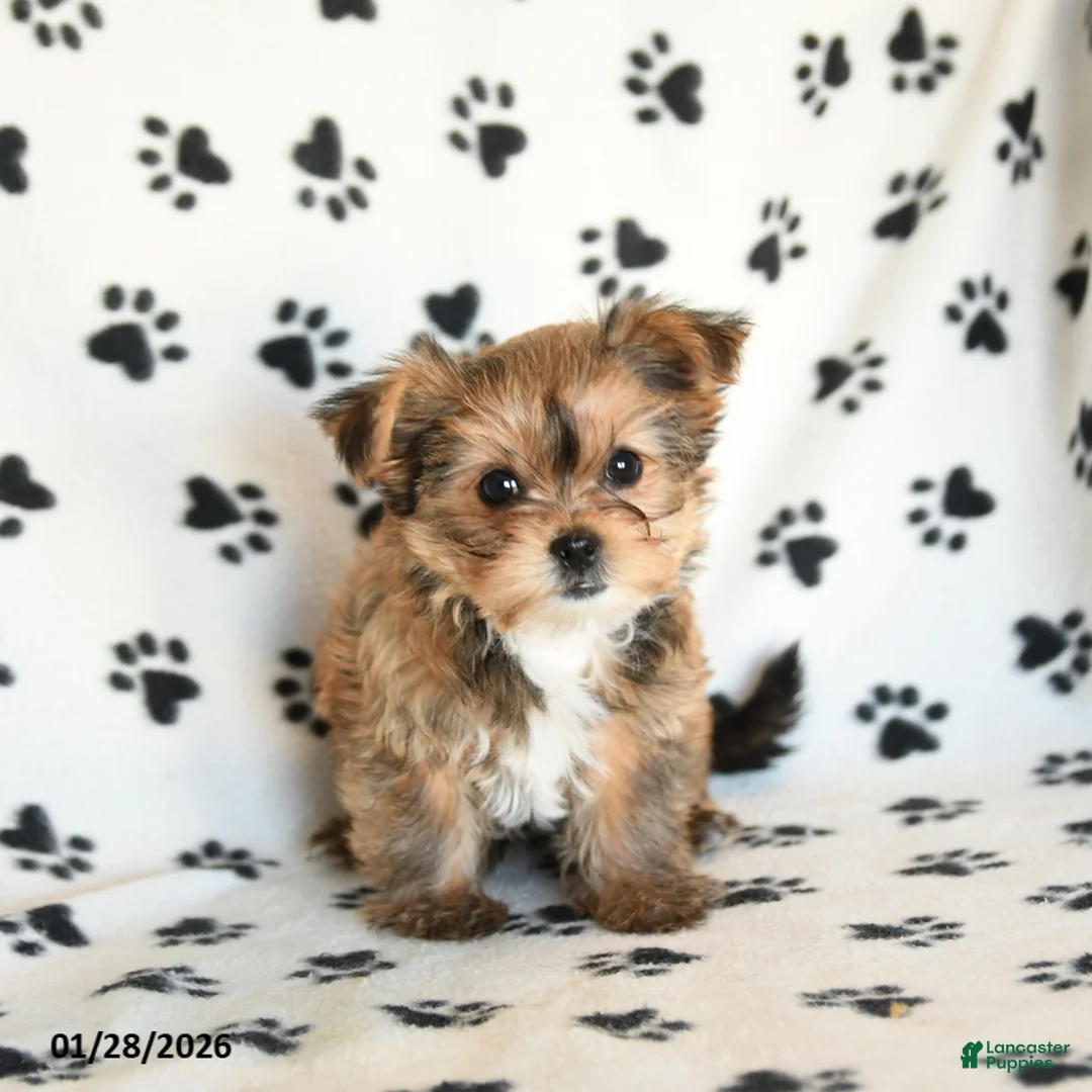 Shorkie dogs for sale: Princess - Ad 3