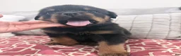 Rottweiler dogs for sale: Orange color male - Ad 1