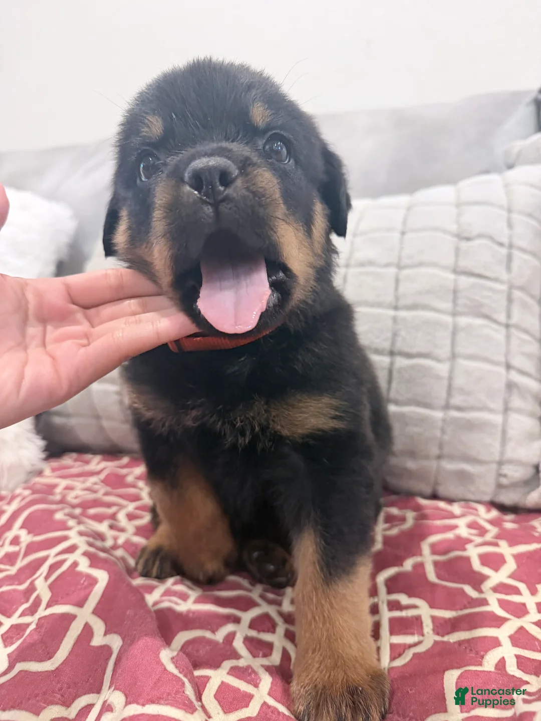 Rottweiler dogs for sale: Orange color male - Ad 1