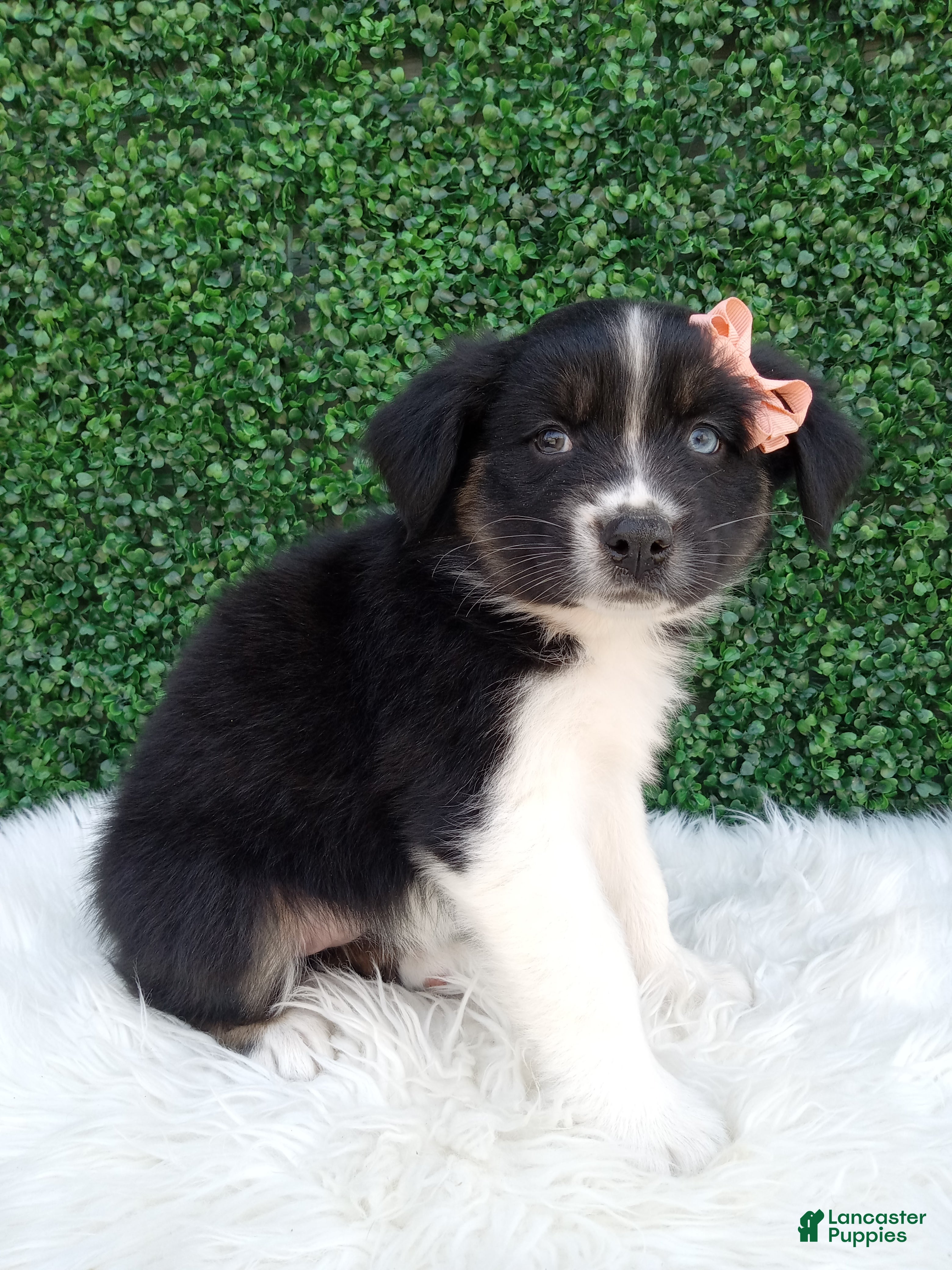 Australian Shepherd dogs Skye - Ad 1