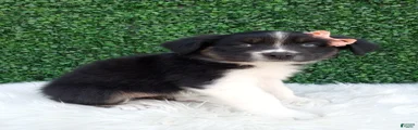 Skye