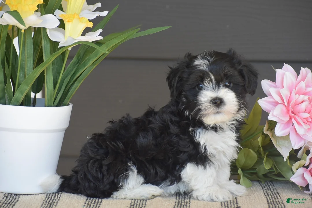 Havanese dogs for sale: Kenneth - Ad 1