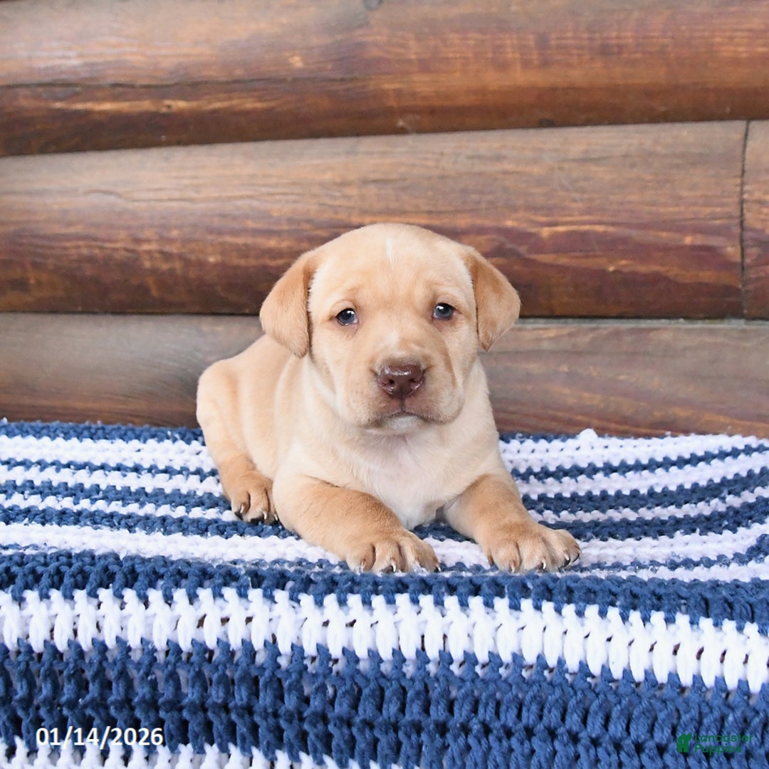 Mixed Breed dogs for sale: Hickory - Ad 2