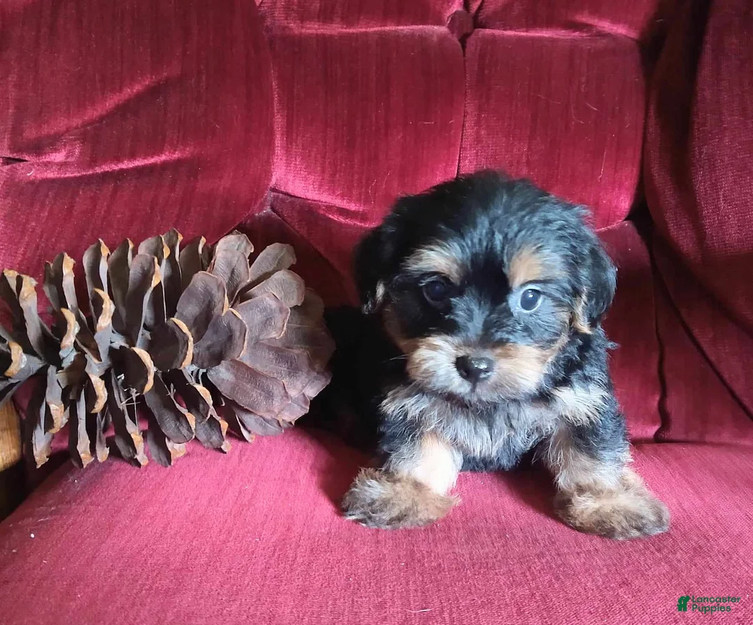 Gallery Image {{count}}