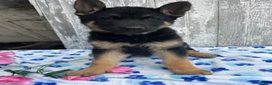 Rex