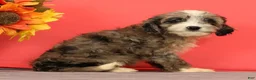 Cavapoo dogs for sale: Vera - Ad 4