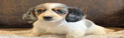 Miniature Dachshund dogs for sale: Twilight  - Ad 4