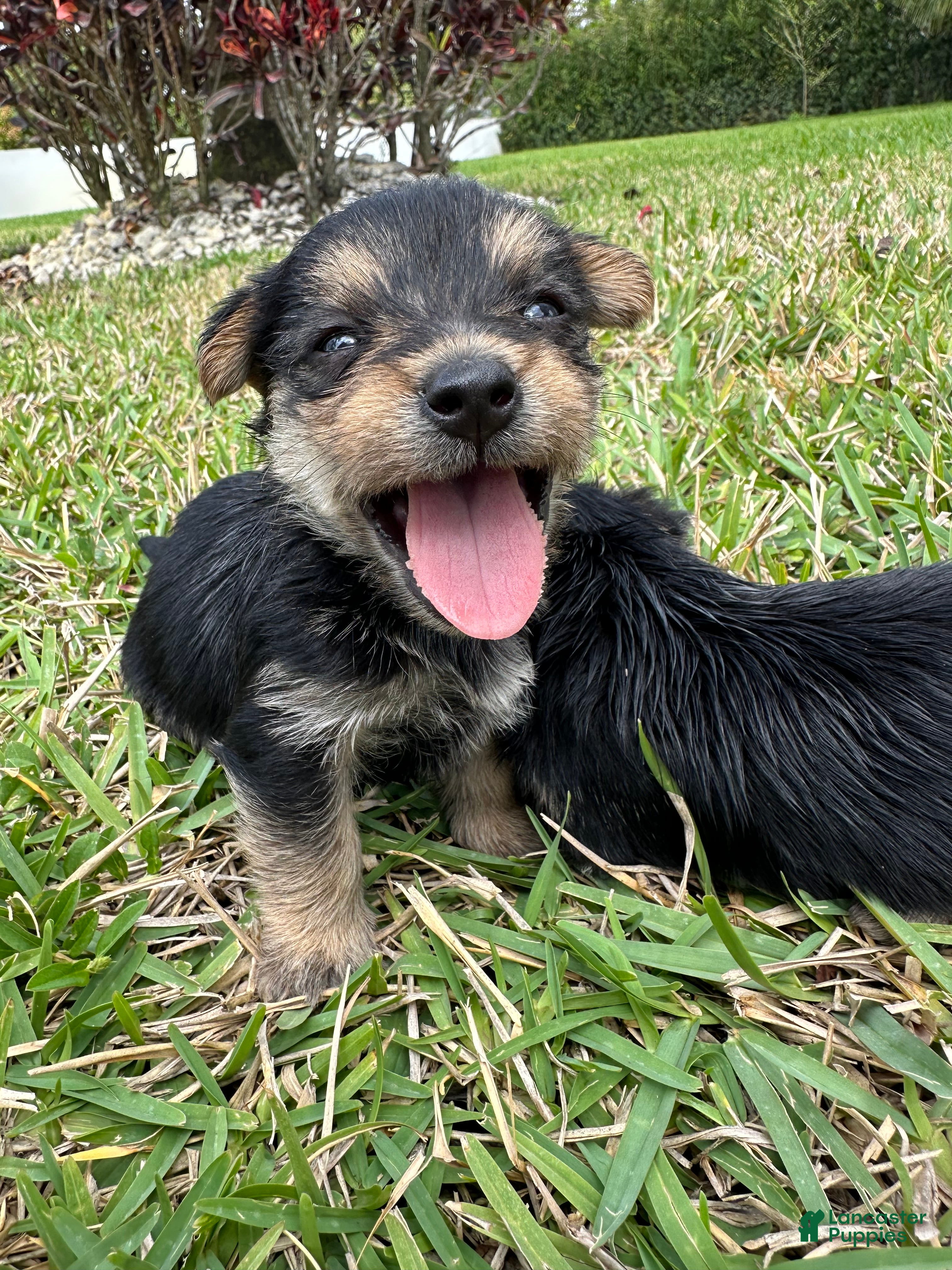 Mixed Breed dogs Yorkie 1 - Ad 2