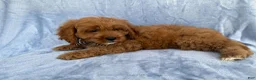 Cavapoo dogs for sale: Bronx - Ad 2