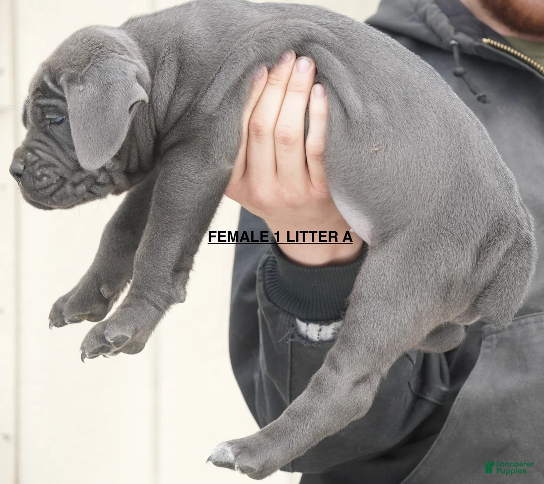 Cane Corso dogs for sale: Female 1 Litter A - Ad 2
