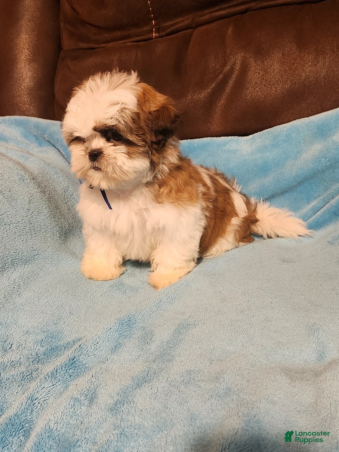 Shih Tzu dogs for sale: Shih Tzu Puppy 4 - Ad 4