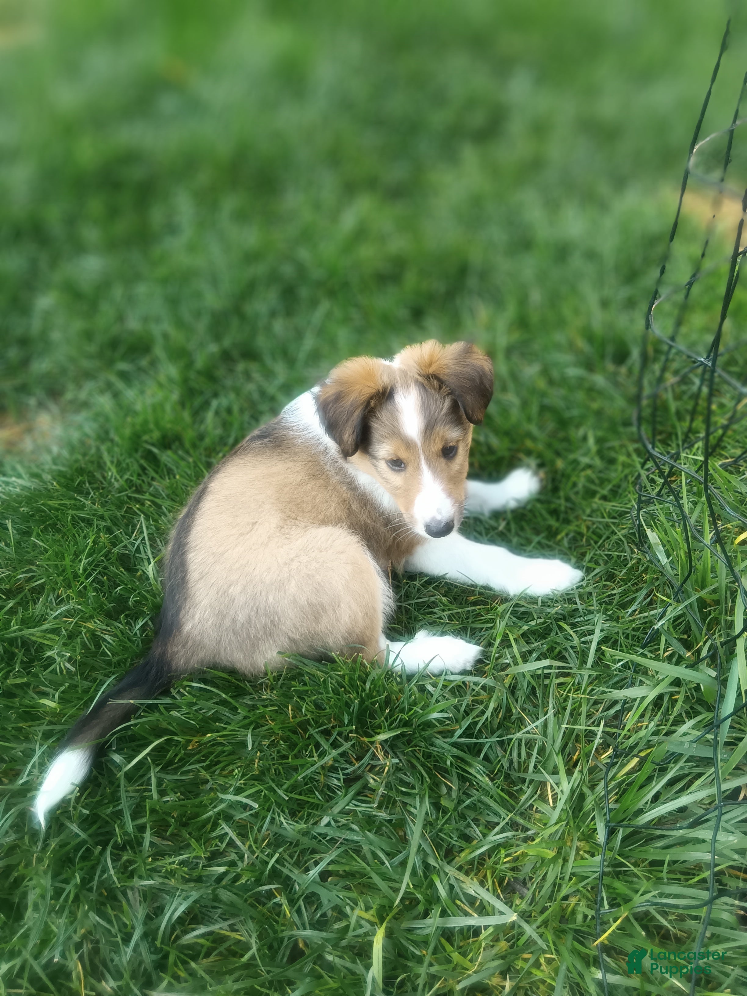 Shetland Sheepdog dogs Shetland Sheepdog 5 - Ad 1
