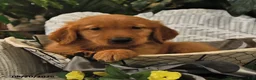 Golden Retriever dogs for sale: Becky - Ad 1