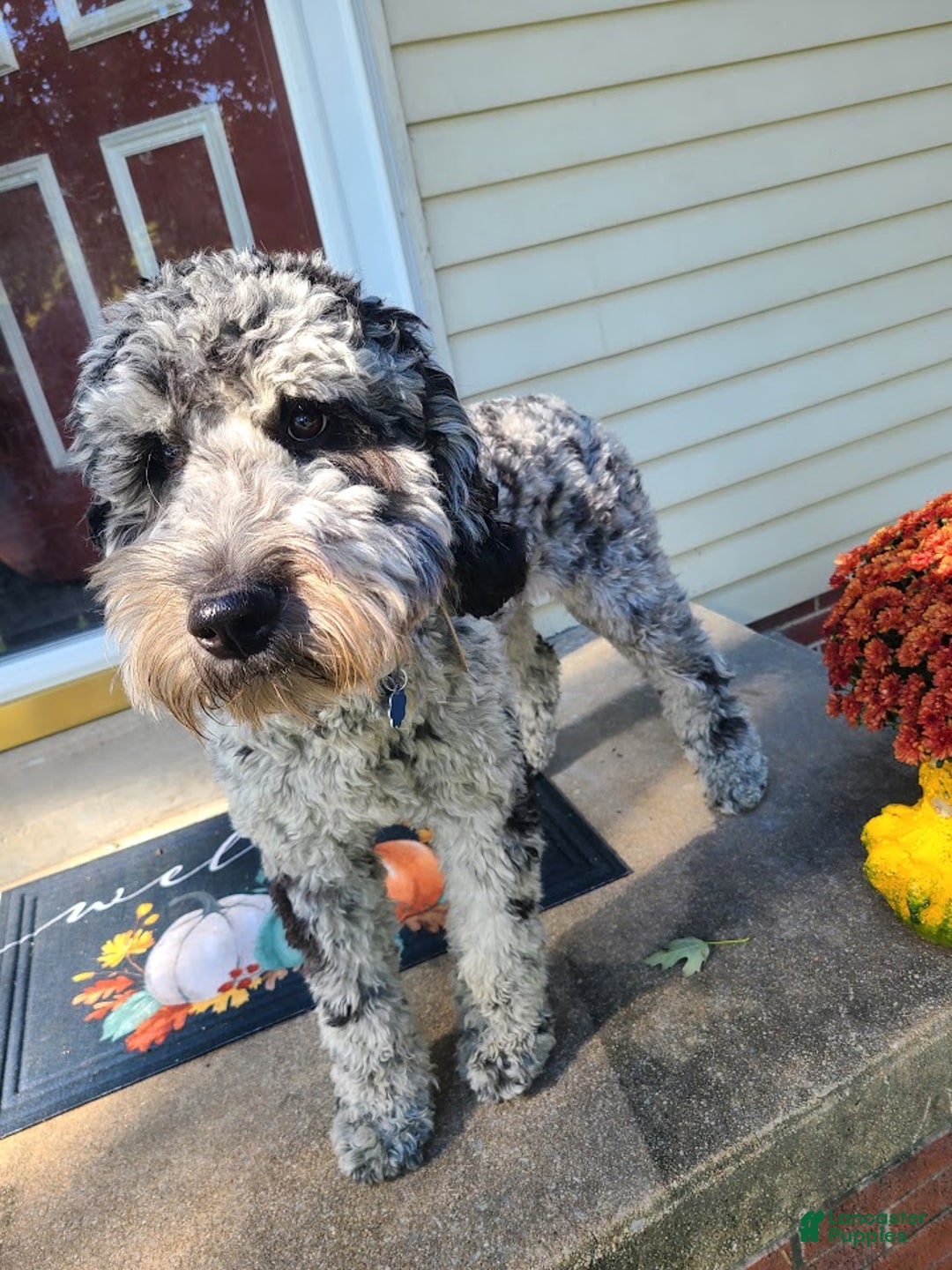 Goldendoodle dogs for sale: Panda Bear - Ad 4