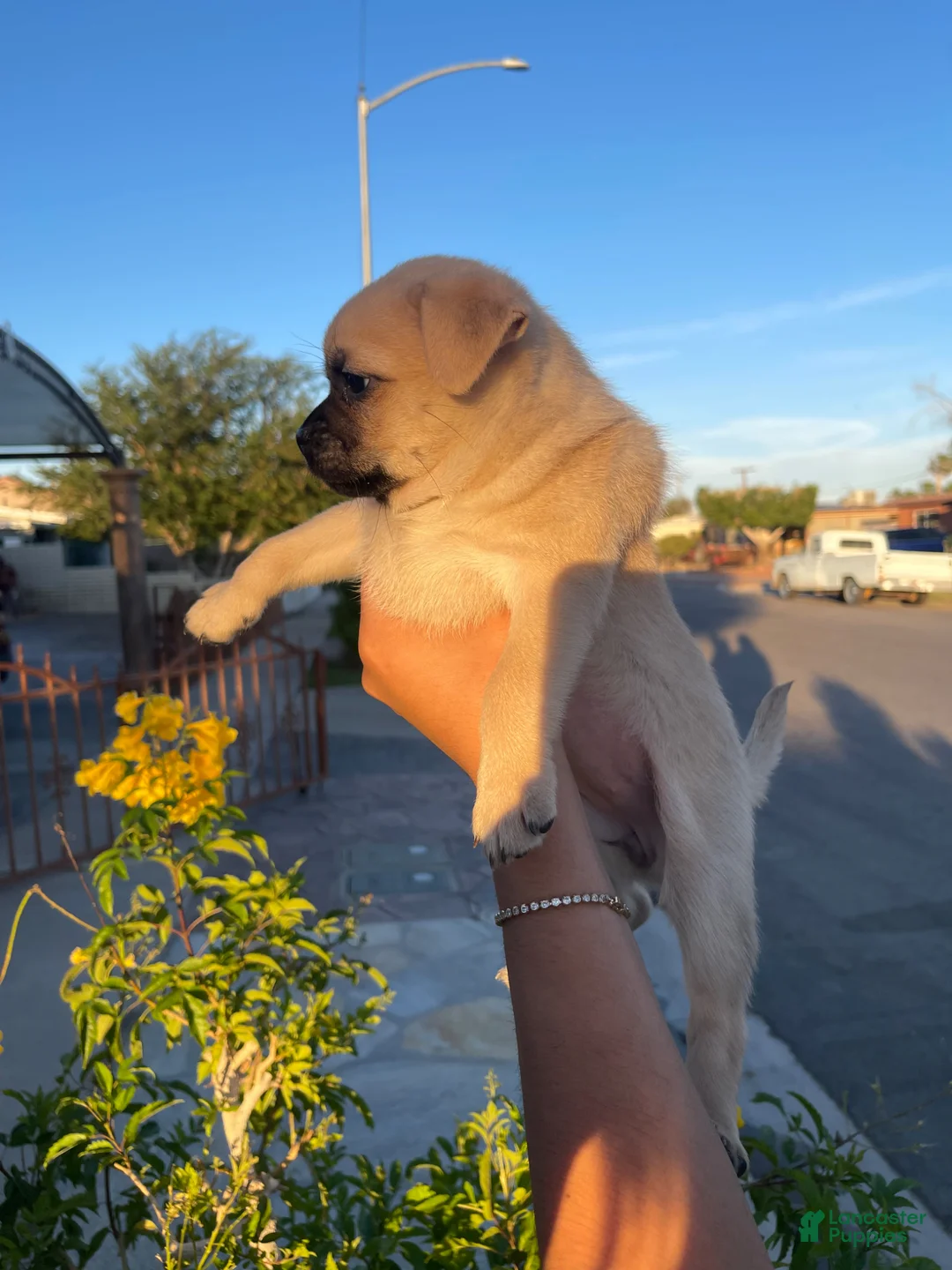 Mixed Breed dogs for sale: Mixed Breed Puppy 4 - Ad 2