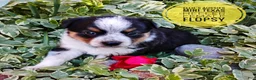 Mixed Breed dogs for sale: Flopsy - Ad 3