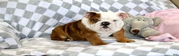 English Bulldog dogs for sale: English Bulldog Puppy 1 - Ad 6