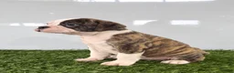 Olde English Bulldogge dogs for sale: Molly - Ad 1