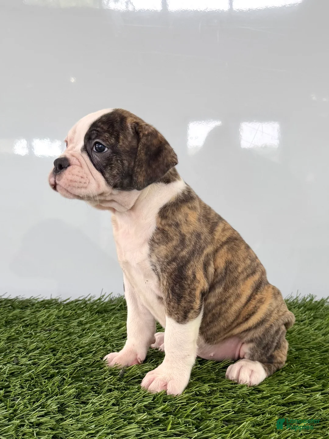 Olde English Bulldogge dogs for sale: Molly - Ad 1