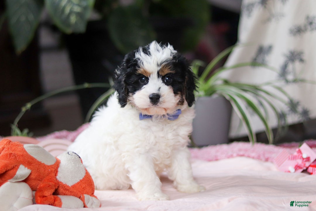 Cavapoo dogs for sale: Galen - Ad 2