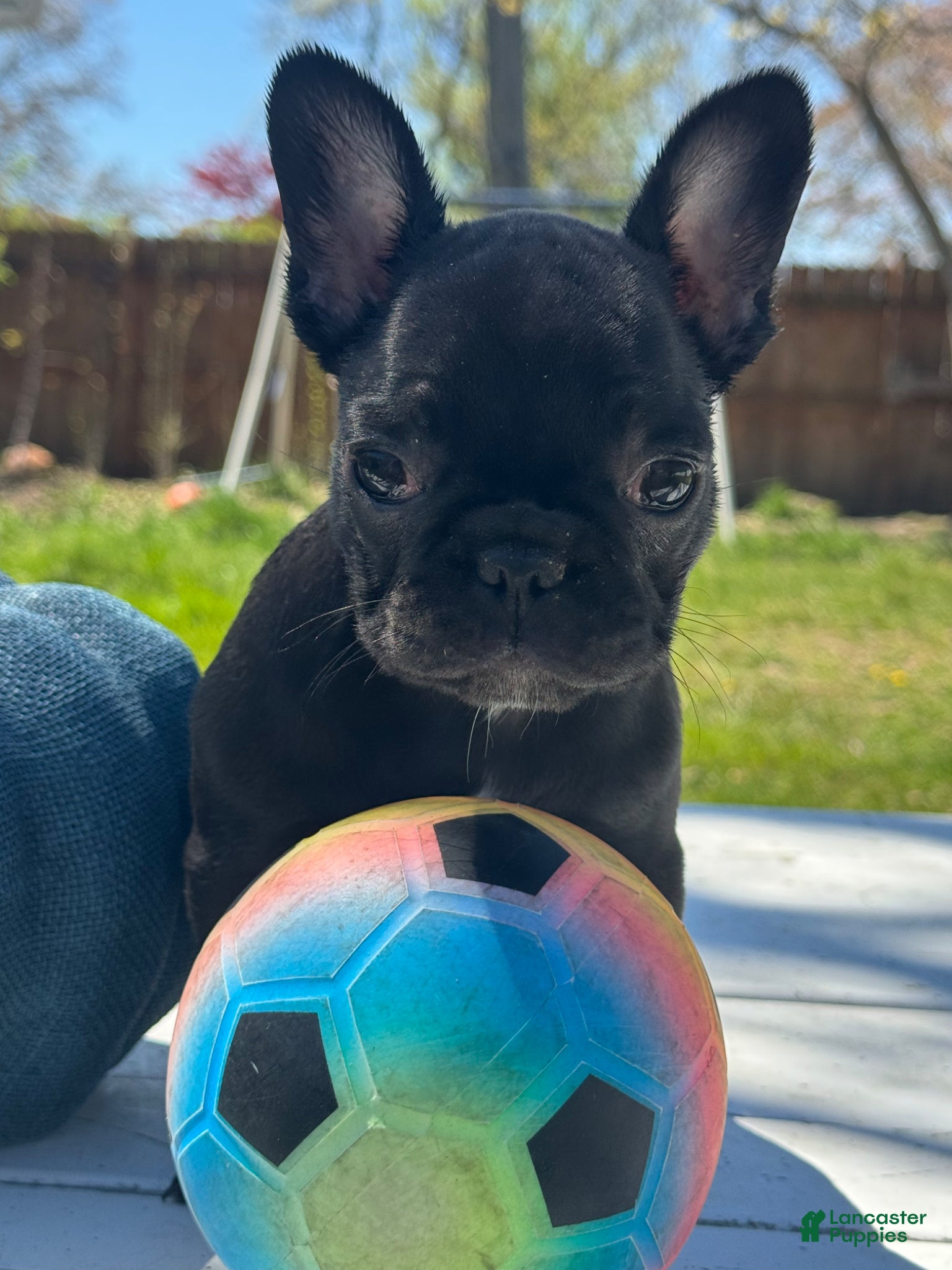 French Bulldog dogs Urpi - Ad 1